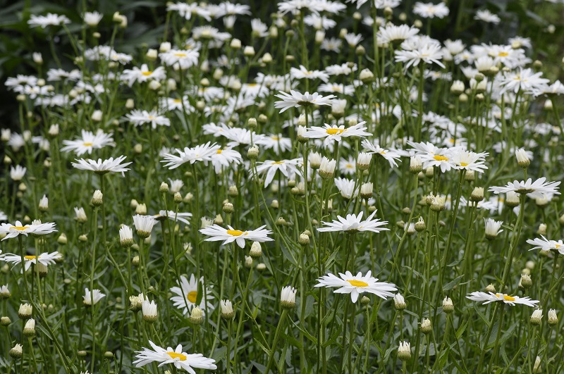 Inheemse biologische planten