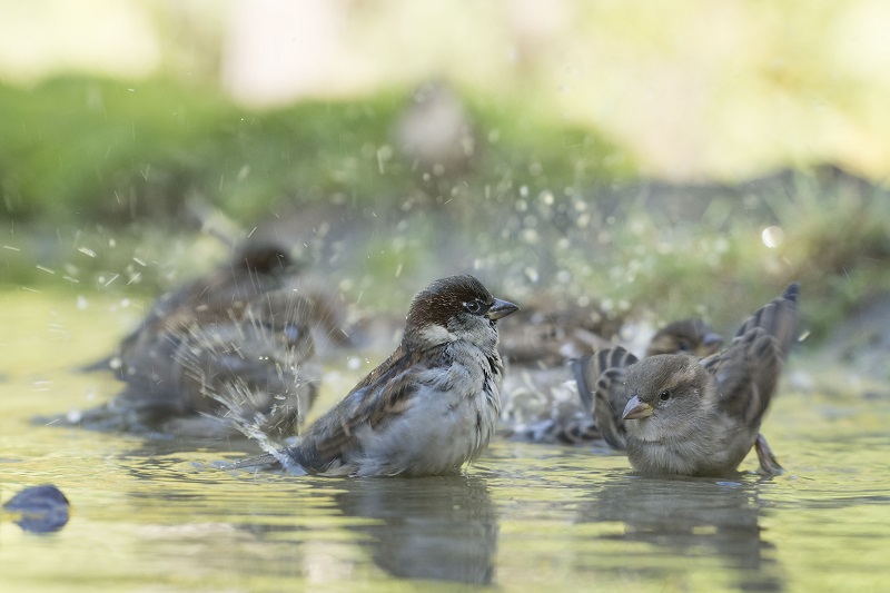 Water voor de huismus