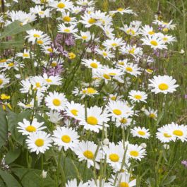 Gewone Margriet - biologisch