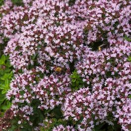 Wilde Marjolein - biologisch