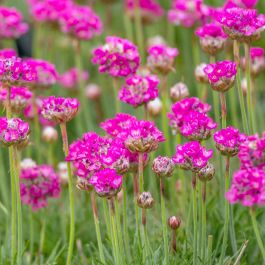 Engels Gras - biologisch