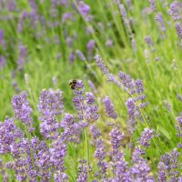 Lavendel - biologisch