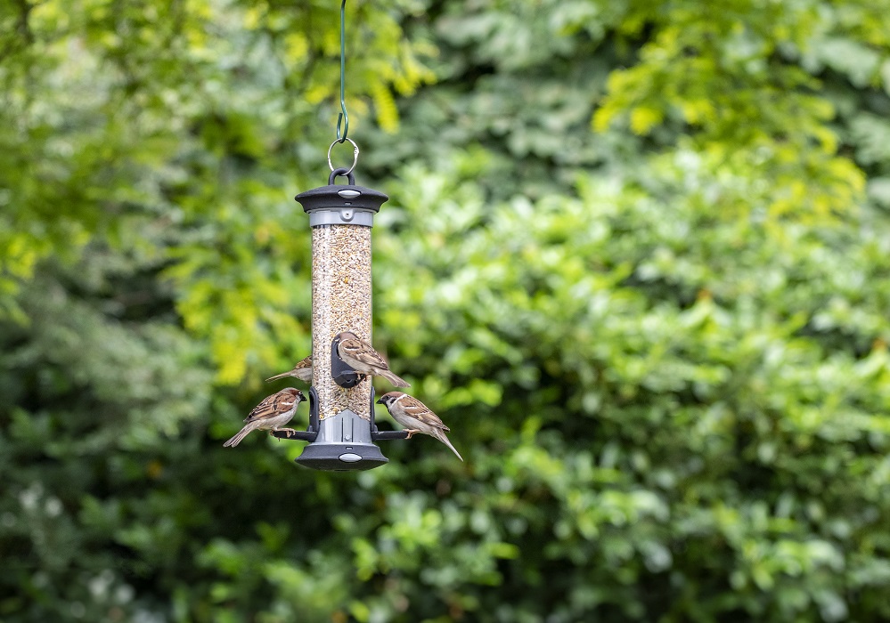 Huismussen op voedersilo - Vogelbeschermingshop