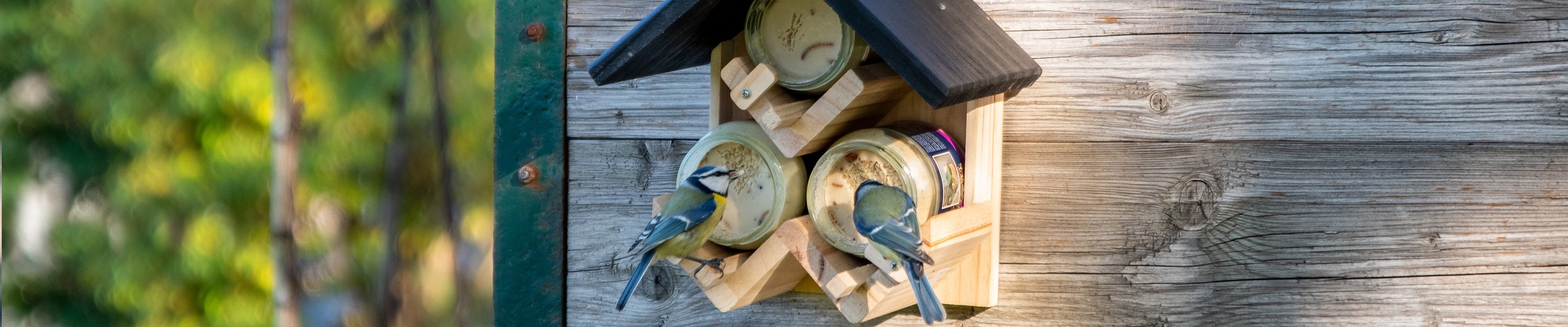 Pimpelmezen op vogelpindakaas - Vogelbeschermingshop