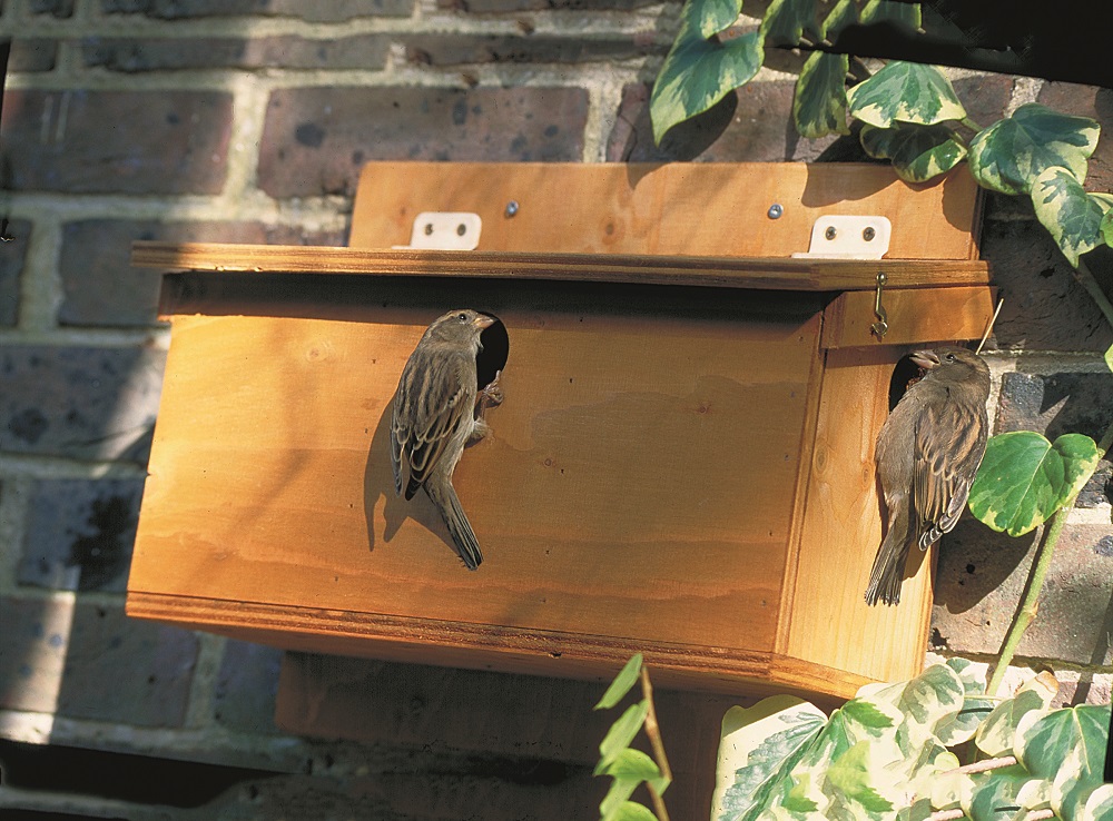 Huismus nestkast - Vogelbeschermingshop