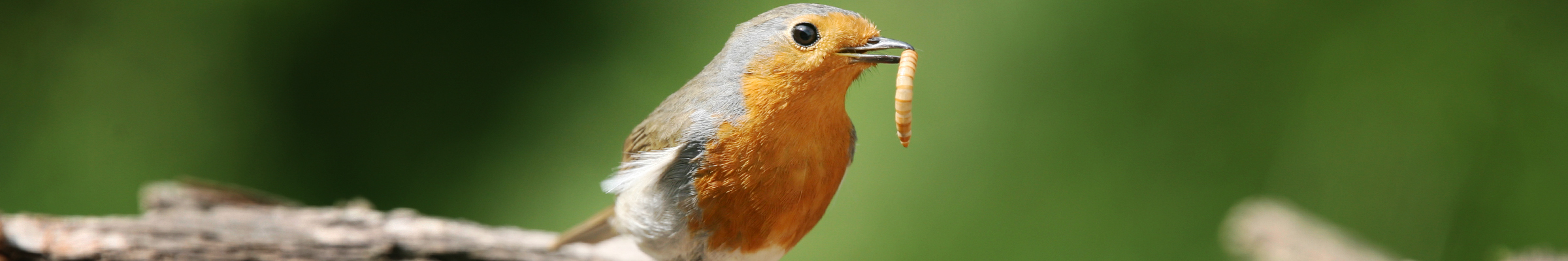 Levendige tuinen - een ode aan 't roodborstje - Vogelbeschermingshop