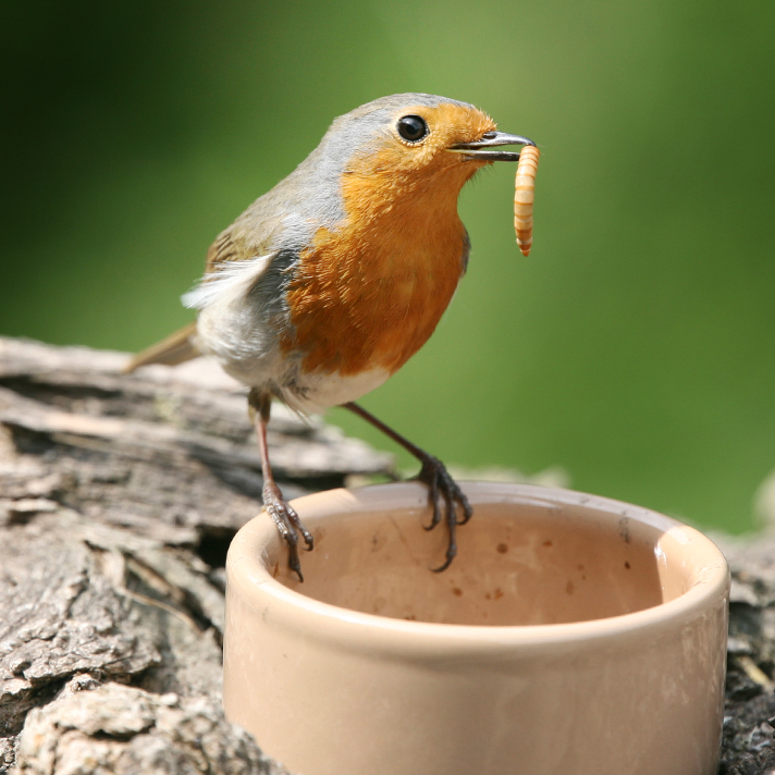 Levendige tuinen - een ode aan 't roodborstje - Vogelbeschermingshop