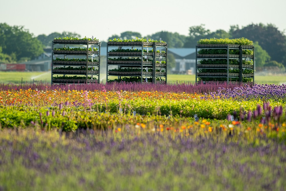 Kwekerij Verhoeven - biologische inheemse planten